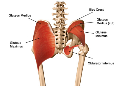 High quality anatomy images, medical illustrations and line art