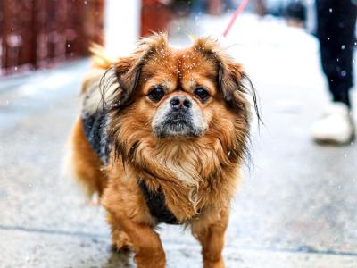 A professional Pet Photography gallery