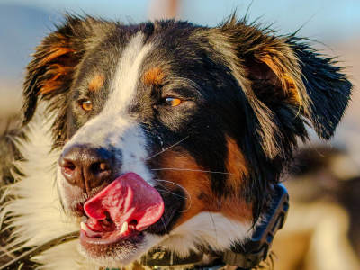 Fun & high quality images of your pet!
