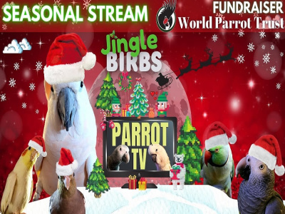 L promote your christmas music video on roku TV music channel