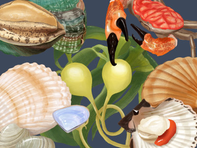 Digital botanical illustrations of plants, fruits, marine life etc.