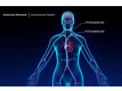 3D Medical Animations for Education, Scientific Visualization, and Surgery.