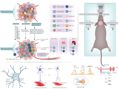 High-quality Scientific illustration for Research,Grant and Publication