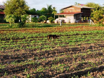 Business plan for a small-scale agricultural project