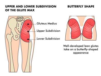 Professional Medical & Scientific Illustrations | Clarity in Every Detail