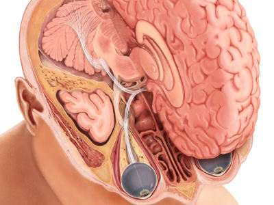 A unique medical illustration to your satisfaction