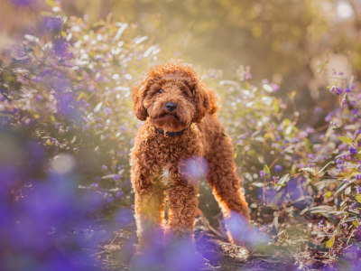 Professional Pet Portrait Photography Session