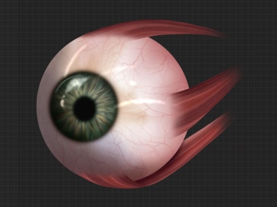 A professional medical illustration