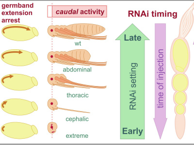 A graphical abstract or complex figure in biology or medicine