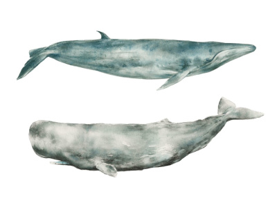 Scientific watercolor illustrations of ocean animals