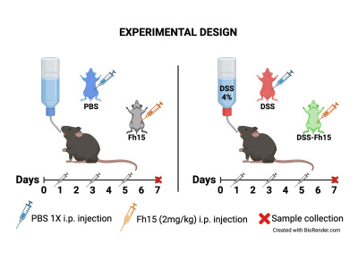 BioRender Illustration | Publication-Ready Experimental Research Figures