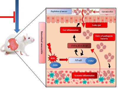 Development of a Precise Graphical Abstract