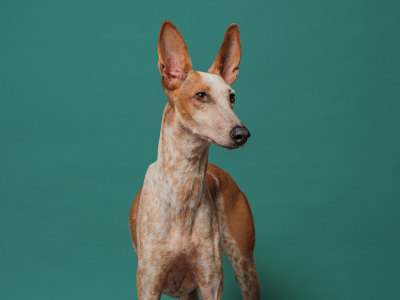 Fantastic pet photography for a lifetime memory