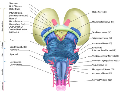 A realistic scientific anatomical surgery medical illustration