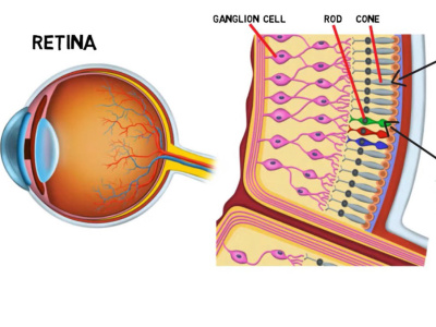 Medical Illustrations, Medical Infographic, Medical Equipment Drawings