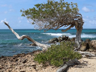 Custom Nature Photography for Websites and Branding