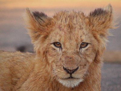 A custom safari and travel itinerary for Southern Africa