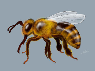 A realistic animal illustration
