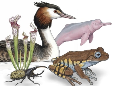 Detailed wildlife, botanical, animals, and naturalistic illustrations