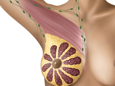 Precise Medical Illustrations That Clearly Communicate Your Ideas