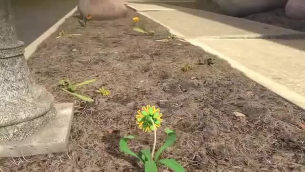 Flower modeling, rigging, flower animation and plant animation | Upwork