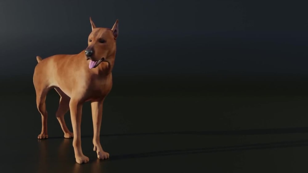 Photorealistic 3D Animal Animation, 3D Realistic Animal Modeling