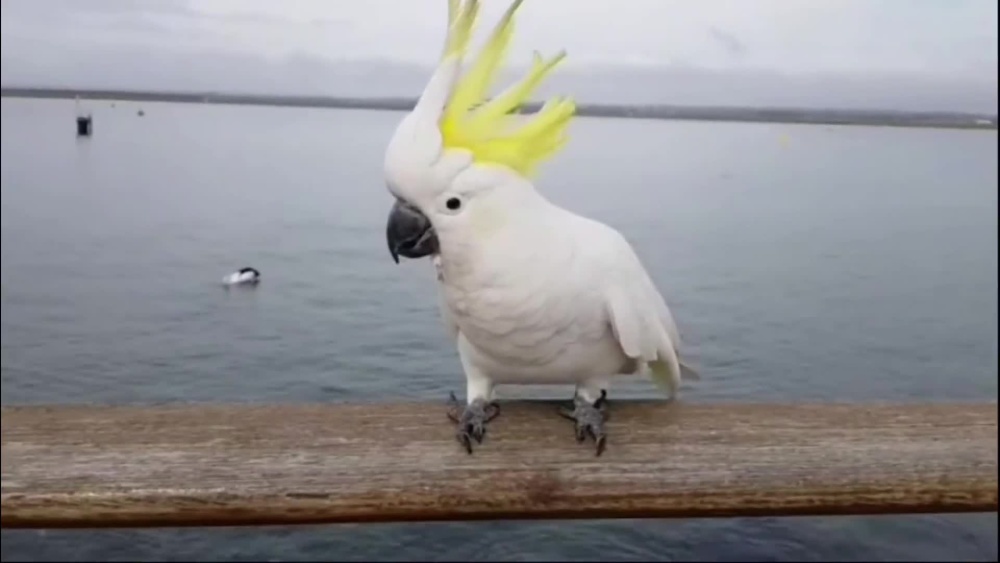 Play video