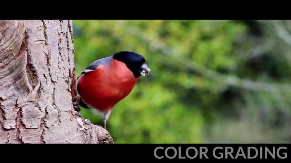 Play video