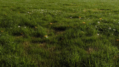 A realistic 3D grass field environment made in blender