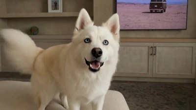 Funny cat and dog videos for youtube facebook
