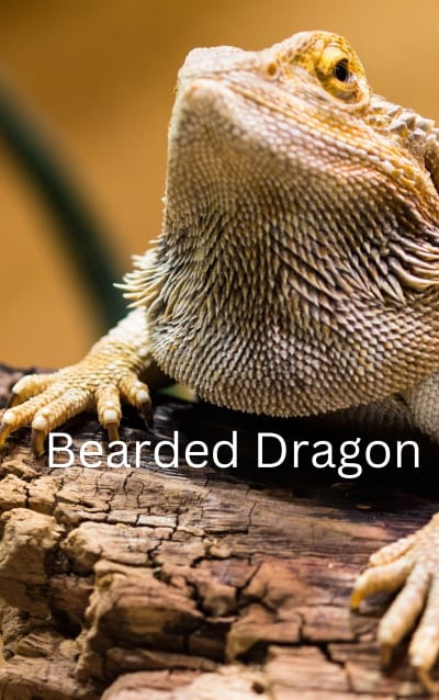 Bearded Dragon Care Handbook