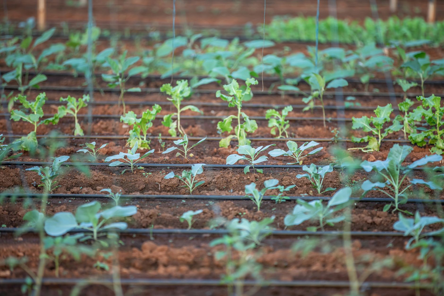 Barcelona Trials New Sustainable Farming Methods