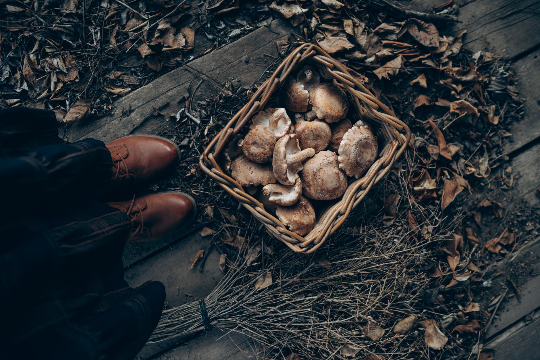 Reishi gains popularity among Irish women