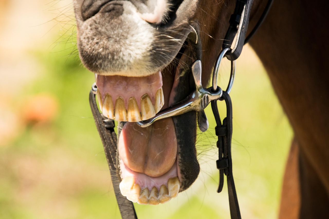 Essential things to know about denture repairs