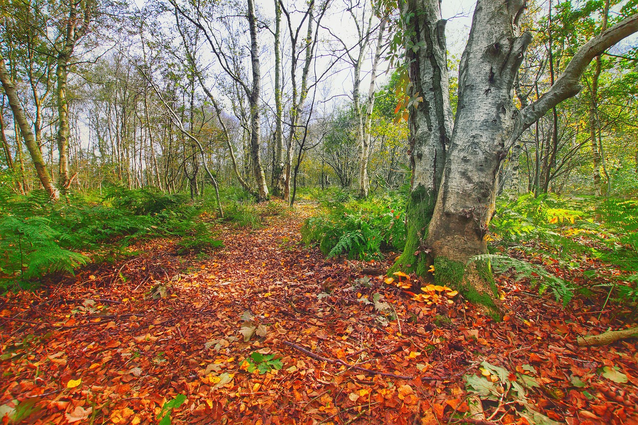 Navigating the Path to a Healthy Life: Unveiling the Secrets of Wellness