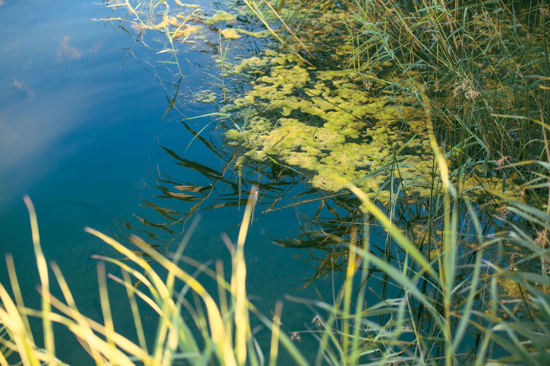 HOW TO REDUCE GREEN WATER IN YOUR POND?