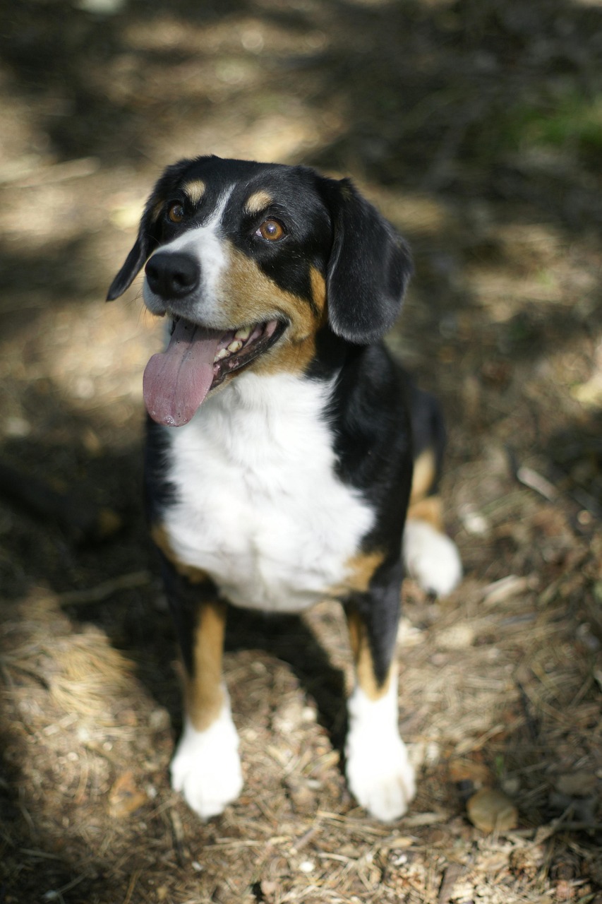 Understanding Your Pet’s Body Language