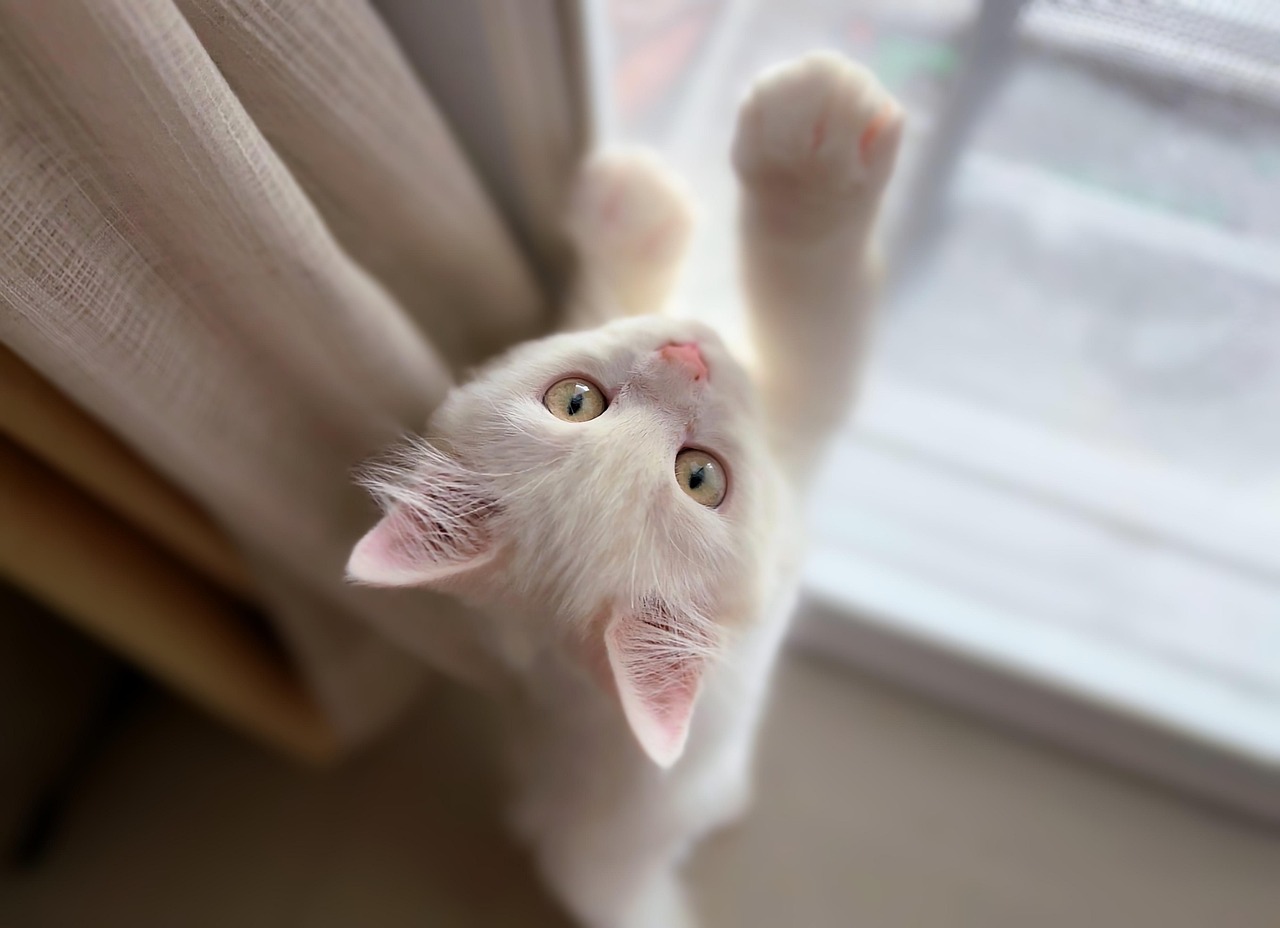 Exploring Pet-Friendly Activities for Holidays