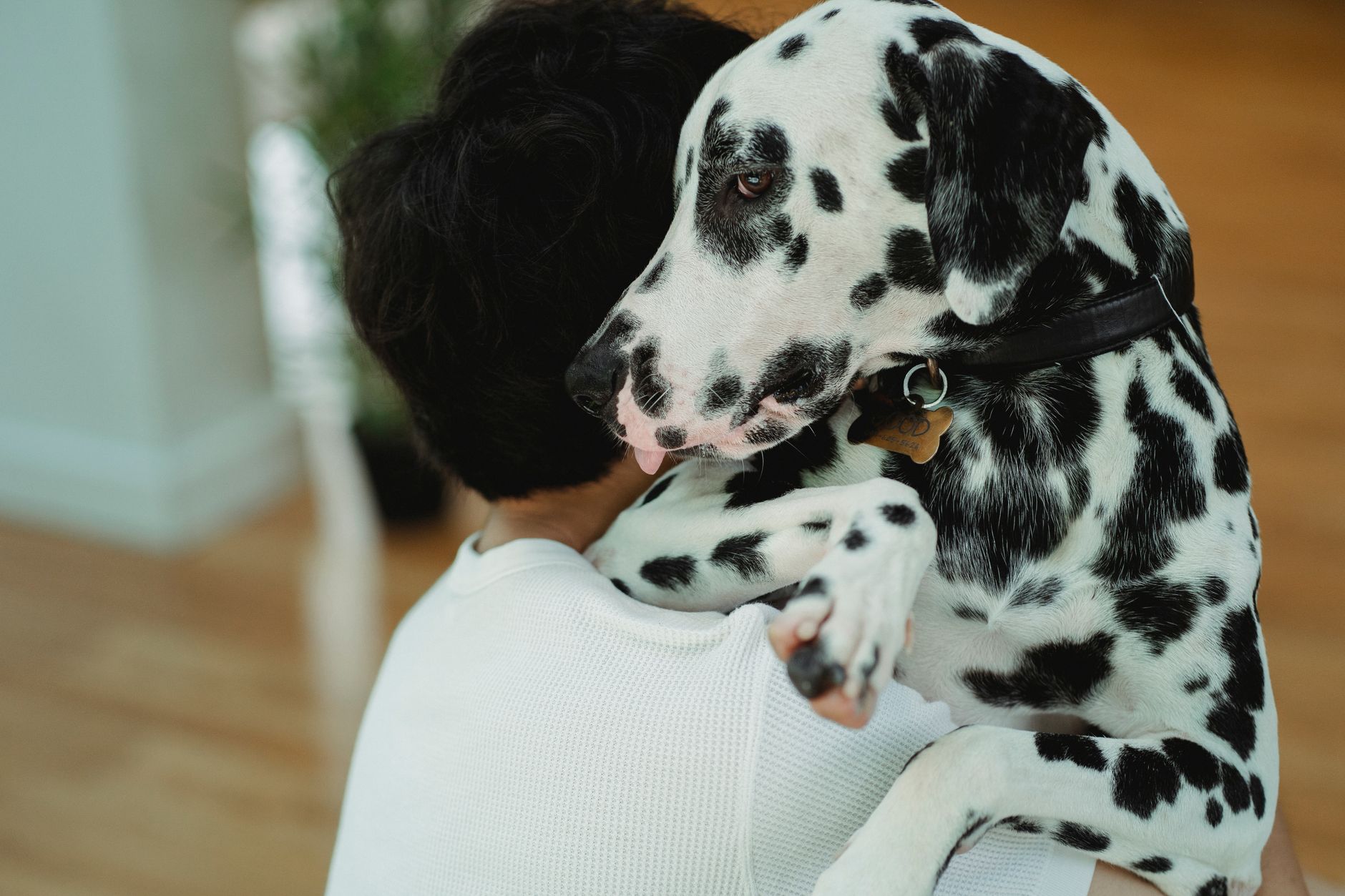 Navigating the Challenges of Pet Ownership