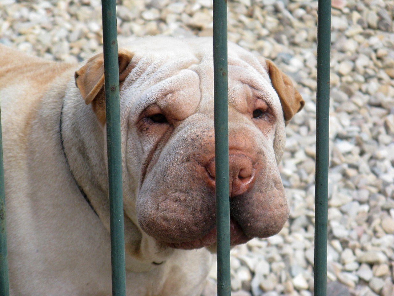 The Science Behind Why We Love Our Pets