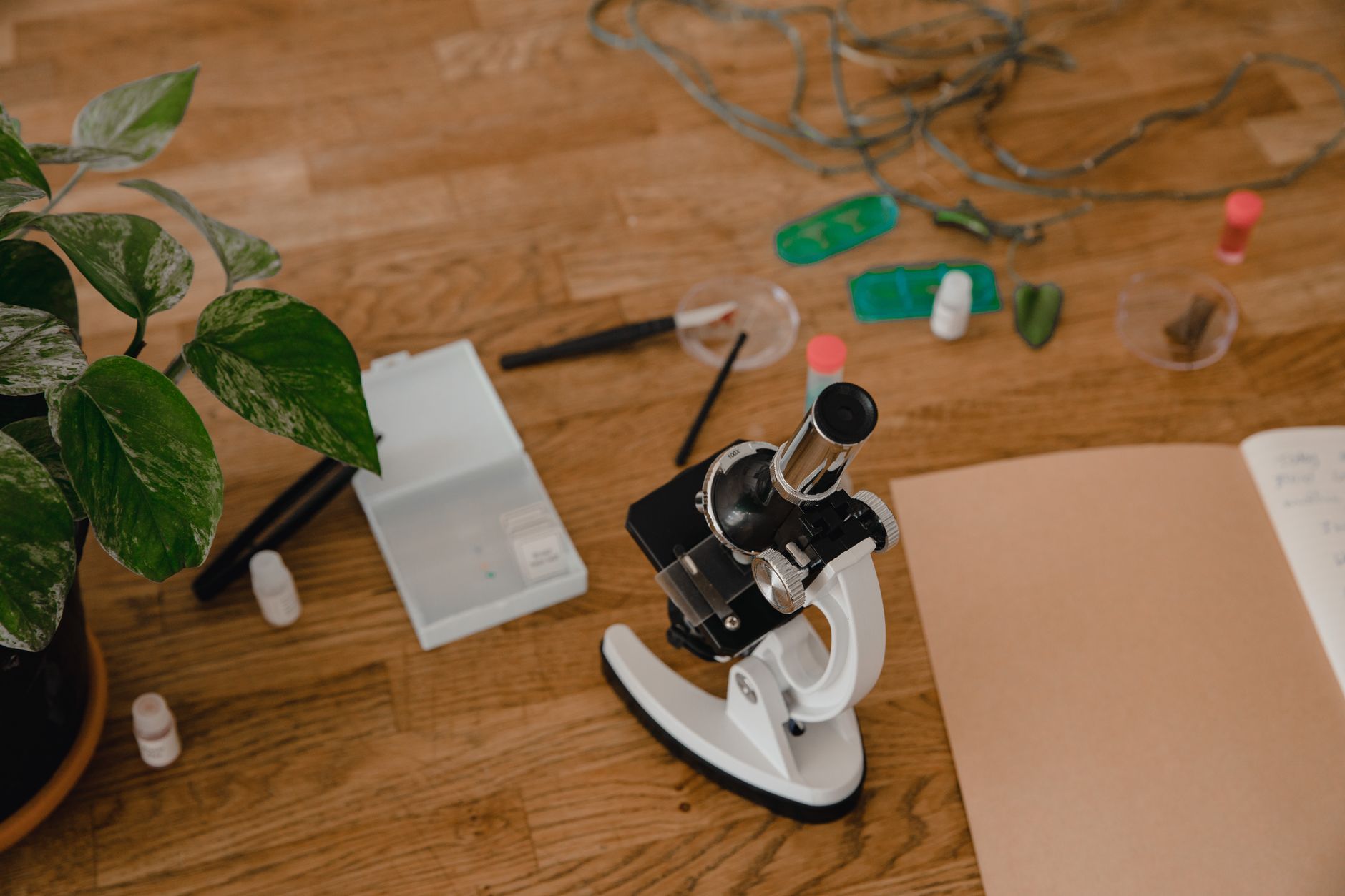 Parsons Green’s Green Gardens: Lab Grown Diamond Rings