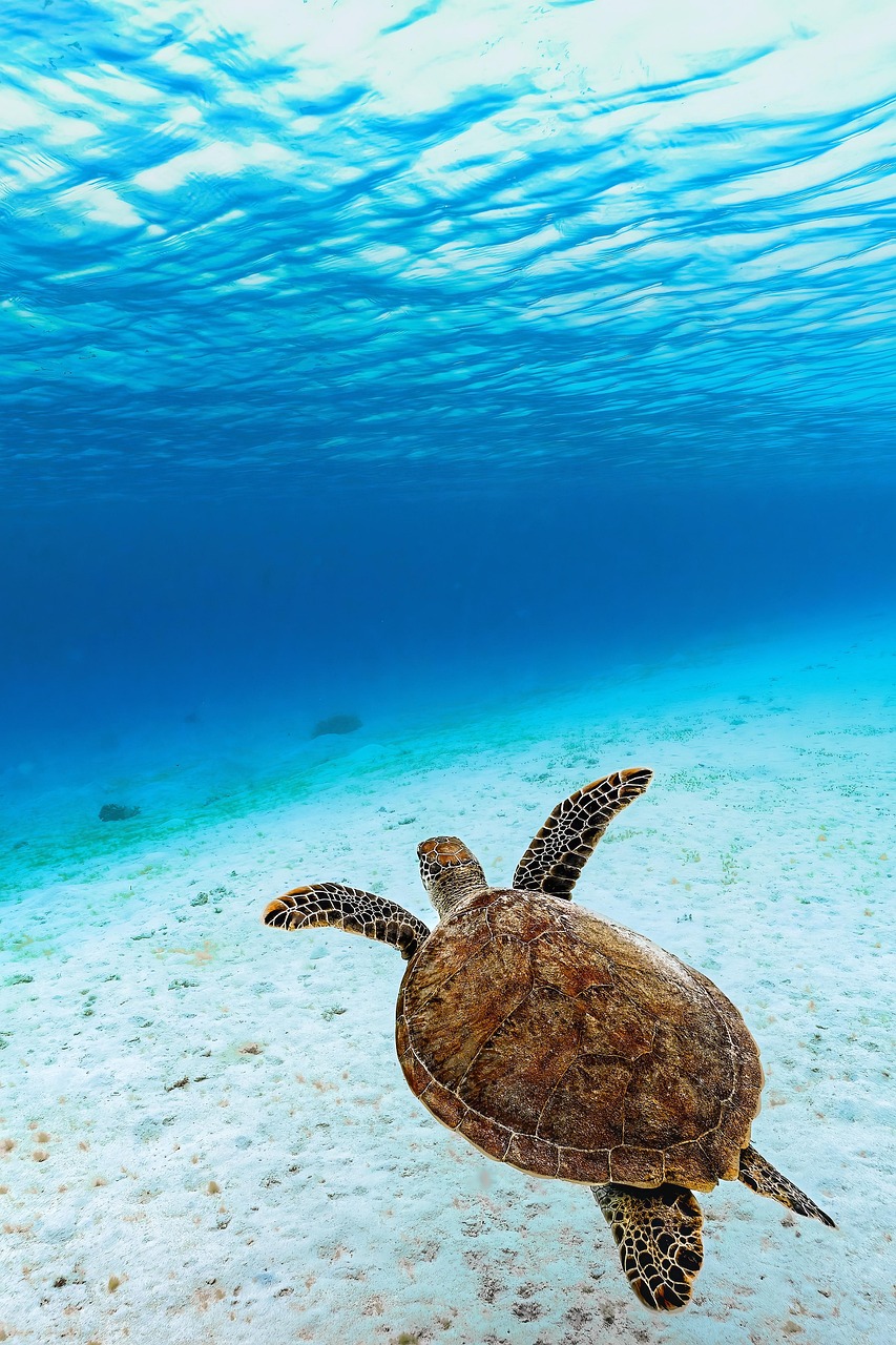Gemstone Poaching and Its Threat to Endangered Species