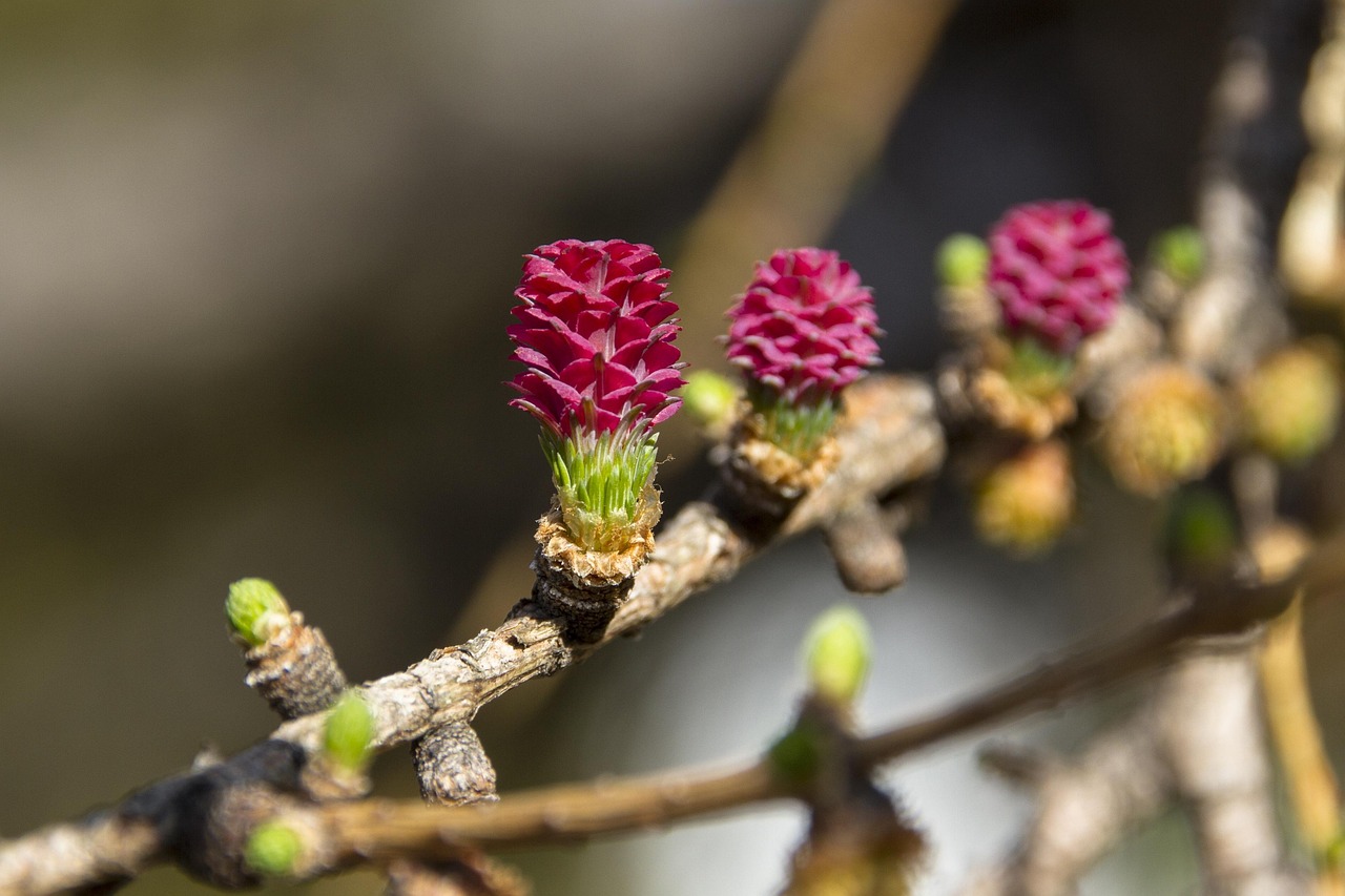 Larch Retreat Floats on 500-Million-Year-Old Boulders