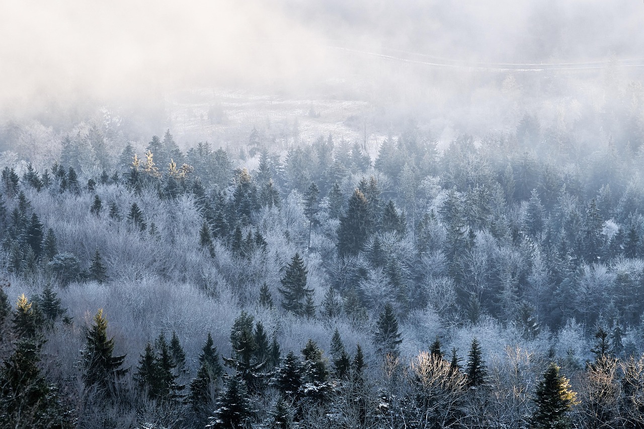 Subaru Unveils Fuel Efficient Forester Wilderness Hybrid
