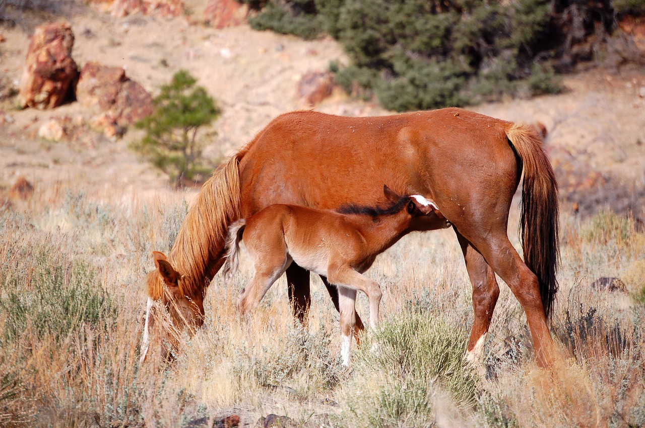 2026 Mustang Dark Horse SC revealed