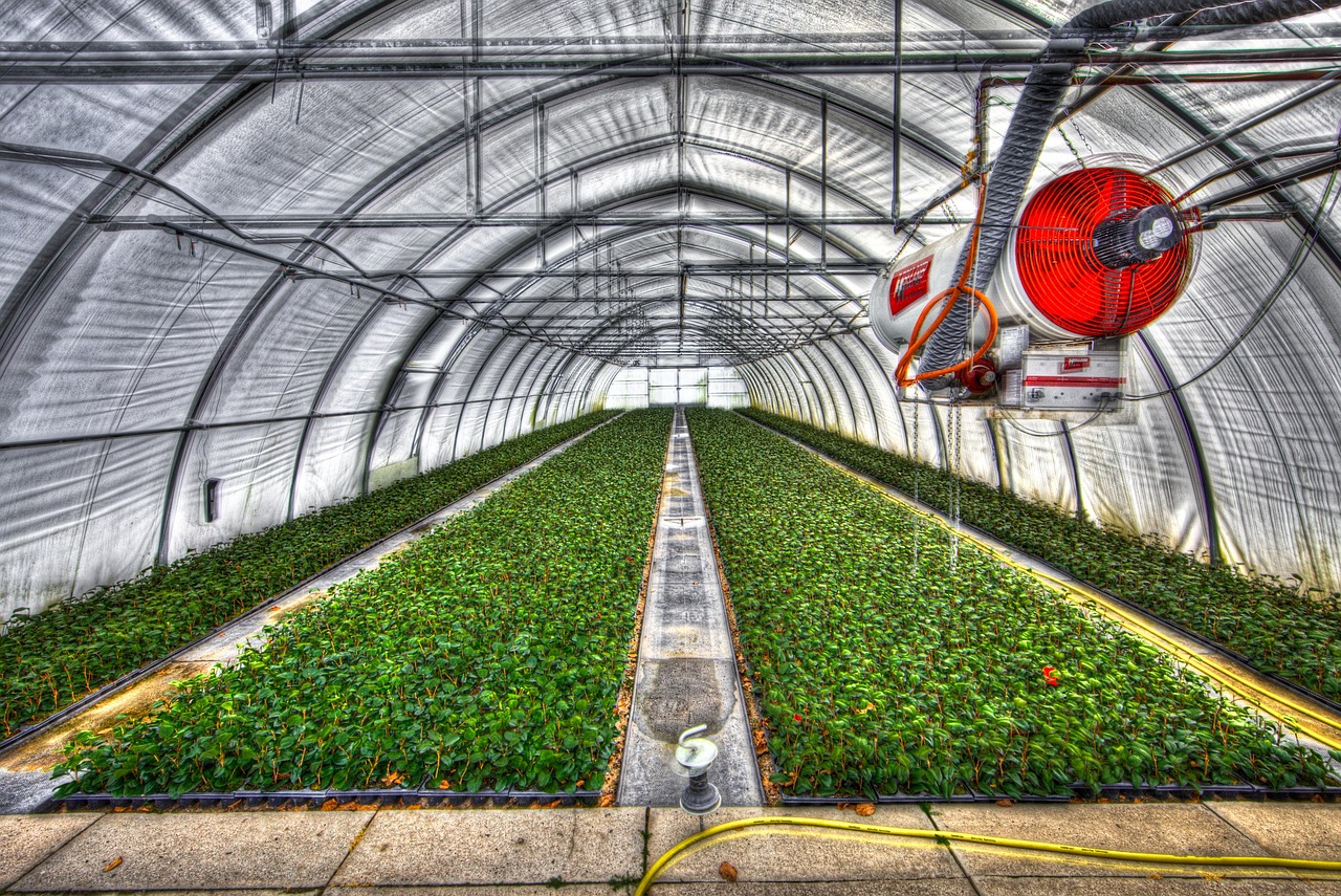 Best Vegetables to Grow in Utah