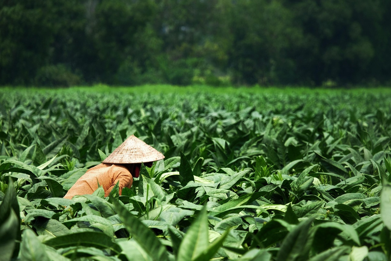 FDA caught off guard by new tobacco rules