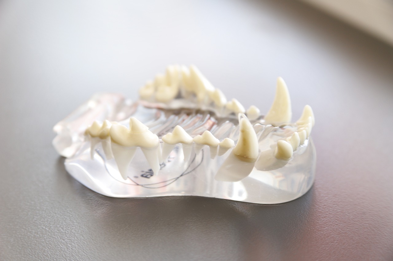 Why Veterinary Centrifuges are a Staple in Animal Clinics