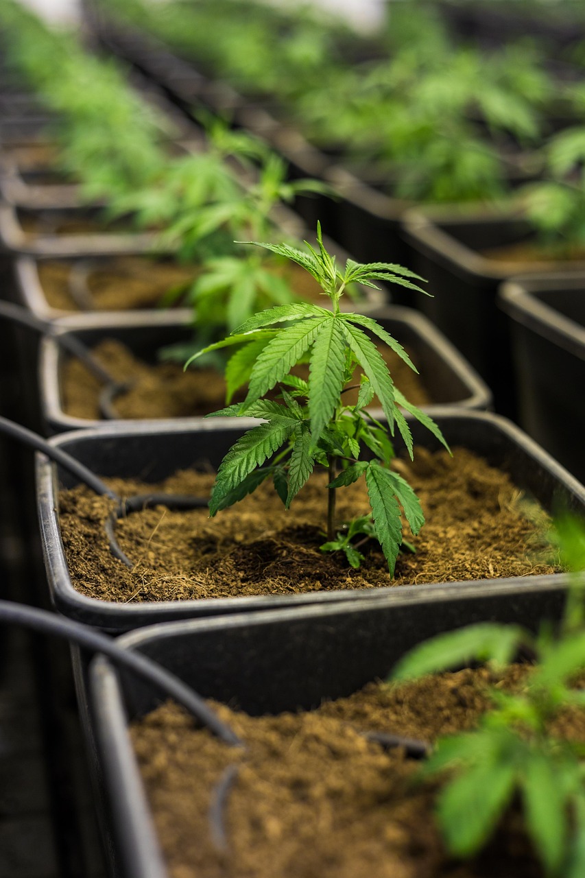 What Is CBD Tincture?