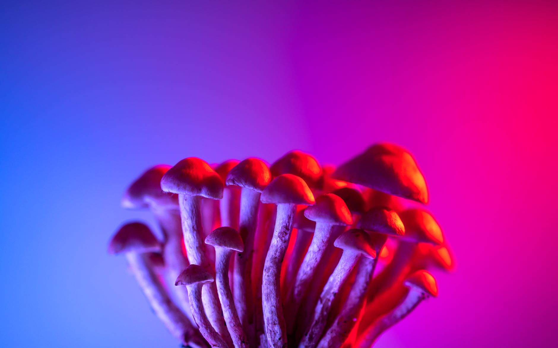 Buy Shrooms Online: Exploring the World of Online Psychedelic Purchases